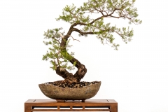 17 Kunzea ambigua