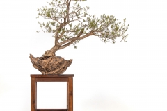 18 Kunzea peduncularis