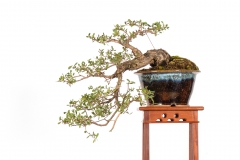 19 Leptospermum laevigatum