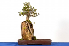 21-Ficus-rubiginosa
