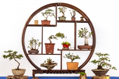 22 Ficus pandorea Corkscrew rush dwarf trigger plant