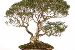 23 Melaleuca styphelioides