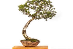 24 Melaleuca ericifolia