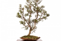 25 Kunzea parvifolia