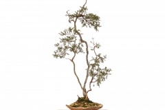 26 Leptospermum polygalifolium montanum