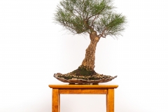 27 Allocasuarina torulosa