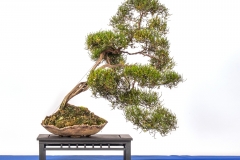 28 Baeckea brevifolia