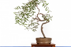 30 Acacia longifolia