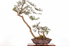 31 Kunzea peduncularis