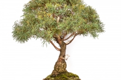 32 Eucalyptus nicholii