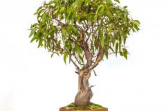 33 Eucalyptus regnans