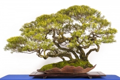 34 Melaleuca bracteata