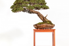 35 Leptospermum laevigatum