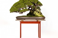 36 Kunzea peduncularis