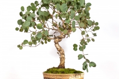 37 Eucalyptus polyanthemos