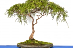 38 Leptospermum polygalifolium flavescens