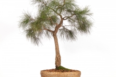 39 Allocasuarina littoralis