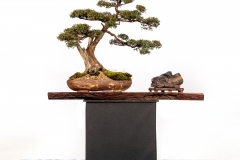 4-Kunzea-peduncularis