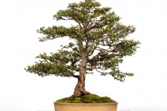 40-Nothofagus-cunninghamii