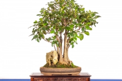 41 Ficus rubiginosa