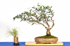 42 Eucalyptus melliodora