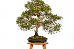 44 Leptospermum petersonii