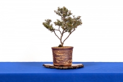 48-Phebalium-stenophyllum