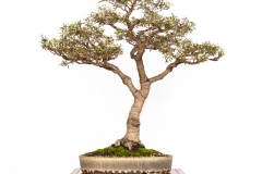 5-Banksia-marginata