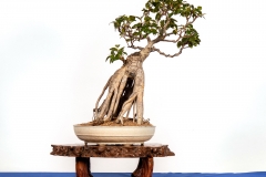 50-Ficus-macrophylla