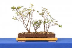 51 Nothofagus cunninghamii