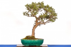 52 Leptospermum lanigerum