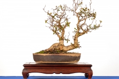 53 Eucalyptus camaldulensis