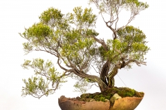 54 Baeckea brevifolia