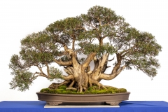 55 Kunzea peduncularis