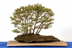 56 Leptospermum scoparium