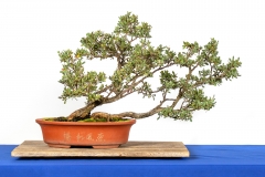 57 Leptospermum laevigatum