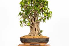 58 Ficus benjamina