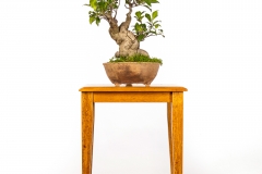 59 Ficus retusa