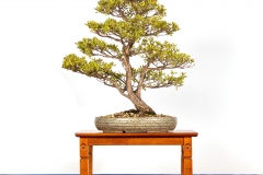 6-Leptospermum-laevigatum