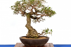 61 Banksia integrifolia