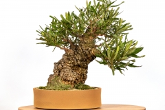 62 Banksia serrata