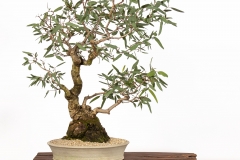 63 Eucalyptus camaldulensis