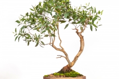 64 Eucalyptus lehmannii