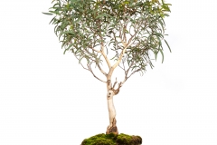 65 Eucalyptus mannifera