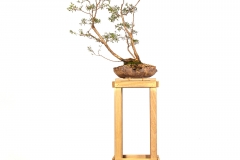 66 Kunzea ambigua
