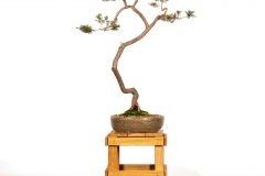68 Kunzea ambigua