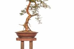 69 Leptospermum polygalifolium