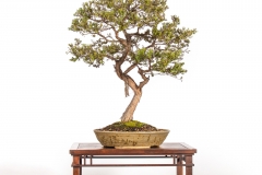 7-Leptospermum-lanigerum