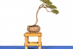 70 Kunzea peduncularis