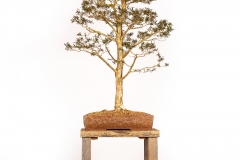 71 Leptospermum continentale